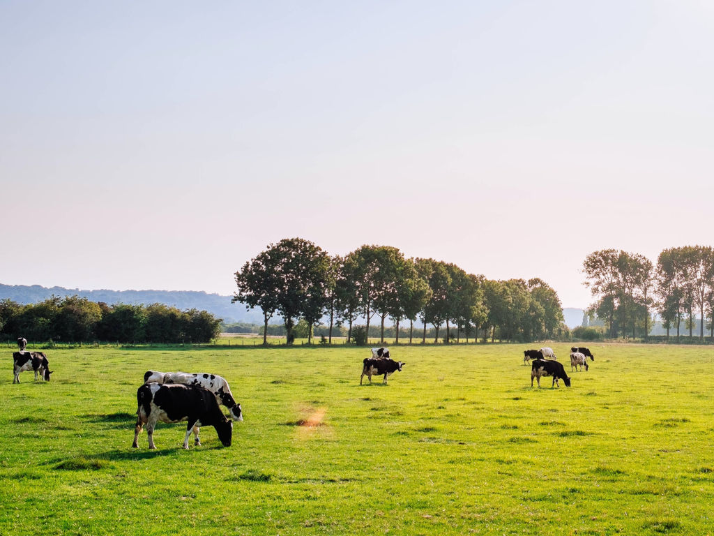Monarchs Crackers Pure Cheese Crackers Sustainability